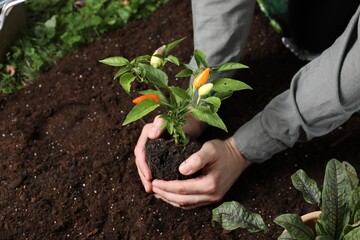 Man transplanting pepper plant into soil, closeup