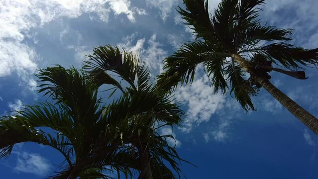 Timelapse of palm trees against sunny blue skies