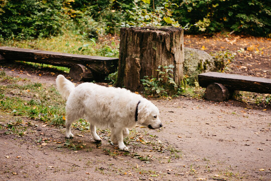 Polish Tatra Sheepdog for a walk in the park. A role model in his breed. Also known as Podhalan or Ovcharek Podhalansky.