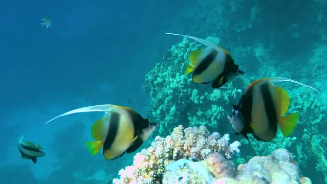 Three Red Sea Bannerfish (Heniochus intermedius) stands next to a coral bush, medium shot.