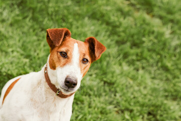 Smooth fox terrier sitting in a grass - obrazy, fototapety, plakaty