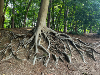 Tree roots visible through ground in forest