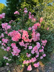 Beautiful rose bush with pink flowers outdoors