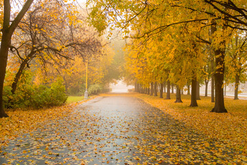 View of the linden alley on a foggy autumn morning. Leaf fall in the city. Wet fallen leaves on the sidewalk.