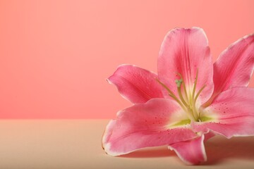 Beautiful pink lily flower on color background, closeup. Space for text