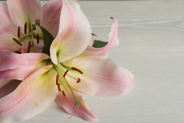 Beautiful pink lily flowers on white wooden table