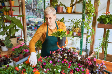 Junge Frau als Floristin bei der Pflege der vielen Pflanzen