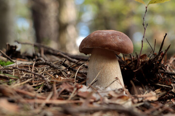 Beautiful porcini mushroom growing in forest on autumn day, space for text