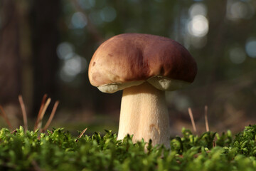 Beautiful porcini mushroom growing in forest on autumn day, closeup