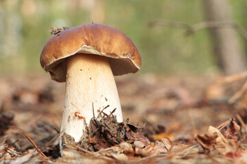 Beautiful porcini mushroom growing in forest on autumn day, space for text