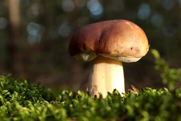 Beautiful porcini mushroom growing in forest on autumn day, closeup