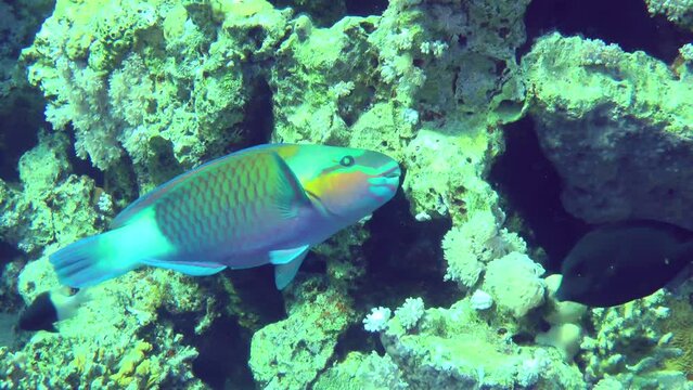 Bright male Heavybeak parrotfish (Chlorurus gibbus) bites hard corals with powerful teeth in search of food, close-up