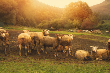 Flock of sheep grazing on the green meadow.High quality photo.