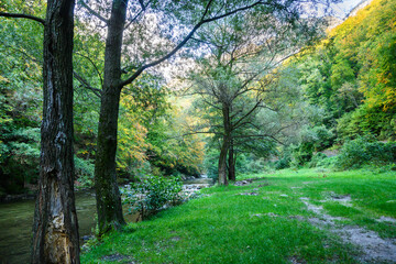 Fototapeta na wymiar Beautiful mountain scenery. Trees and vegetation on the bank of a mountain river on an autumn day. Campsite.