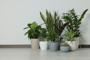 Collection of beautiful houseplants on floor near light wall. Space for text
