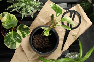 Lush exotic house plants and scissors on table, flat lay