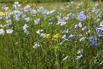 Obraz na płótnie Canvas Beautiful flowers growing in meadow on sunny day
