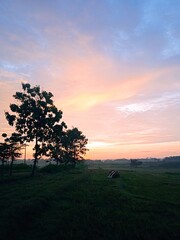 Fototapeta premium sunset in the forest