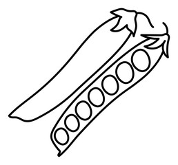 Pea. Vegetable sketch. Thin simple outline icon. Black contour line doodle hand drawn illustration