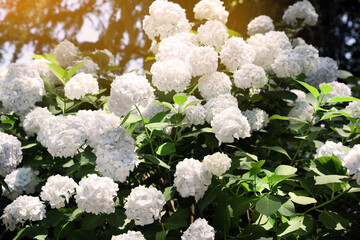 Beautiful hortensia flowers growing in park on sunny day