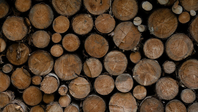 Stack of wooden stumps in cross section texture background - Wood woods forest pattern