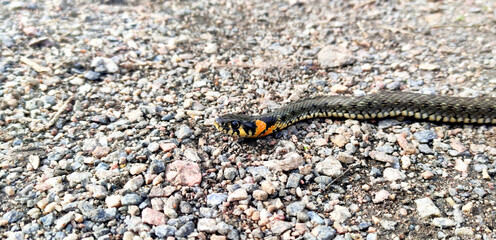 A snake crawls on the ground close-up.