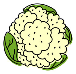 Cauliflower. Vegetable sketch. Color simple icon. Hand drawn doodle illustration