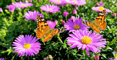 Fototapeta na wymiar Two butterflies - Painted lady - Vanessa Cardui flies in a flowers Alpine Aster.