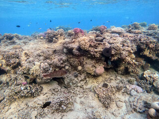 Underwater life of reef with corals and tropical fish. Coral Reef at the Red Sea, Egypt.