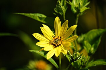 Fototapeta premium yellow flower in the garden