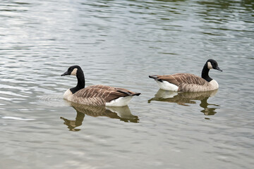 Canada goose in the lake on a warm summer day.