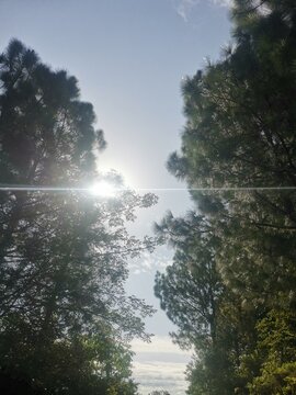 Morning in the forest