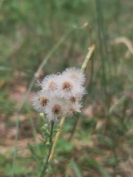 Dandelion head