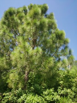 Pine tree branches