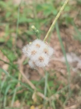 Dandelion in the grass