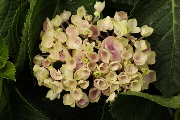 Beautiful hortensia plant with light flowers, closeup