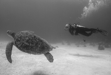 green turtle and scuba diver , caribbean sea