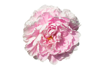 Paeonia Lactiflora 'Sarah Bernhardt' an early spring summer pink double flower plant commonly known as Chinese peony, cut out and isolated on a transparent background © Tony Baggett