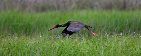 flying Black Stork // fliegender Schwarzstorch (Ciconia nigra)
