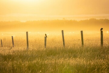 Beautiful shot of a field with wooden poles and birds at sunset - obrazy, fototapety, plakaty