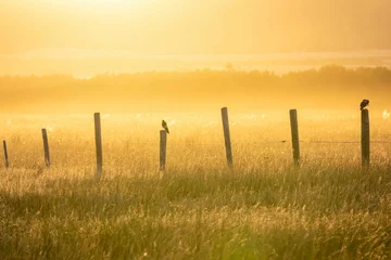 Fotobehang Mooie opname van een veld met houten palen en vogels bij zonsondergang © Chad Roberts/Wirestock Creators