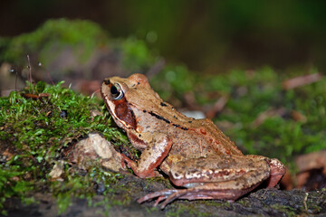 Brauner Laubfrosch sitzt auf dem Waldboden