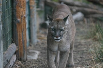 Closeup of a cougar. Animal portrait.