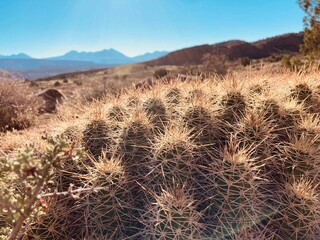 Close-up shot of prickly cactuses growing in the daytime