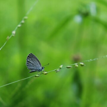 Selective focus shot of a zizula hylax butterfly sitting on plant on blurry green background