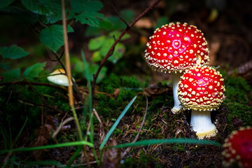 Fliegenpilz