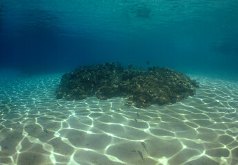 UNDERWATER LANDSCAPE OF A REEF IN THE CARIBBEAN SEA, VENEZUELA