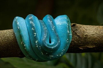 A blue tree python snake on a branch of a tree