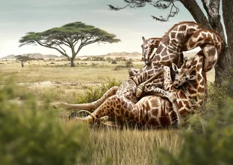 Rolgordijnen Couple of giraffes hugging in love under a tree © Cardinal Illustration/Wirestock Creators
