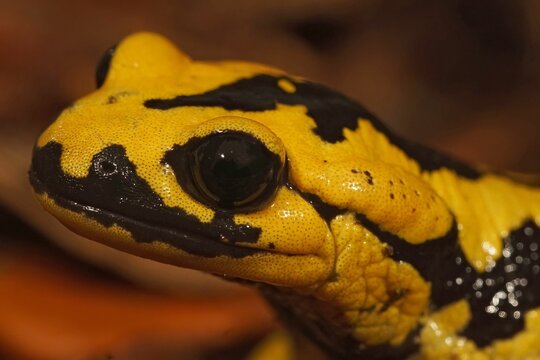 Closeup on a colorful yellow male Spanish Iberian fire salamander, Salamandra bernardezi